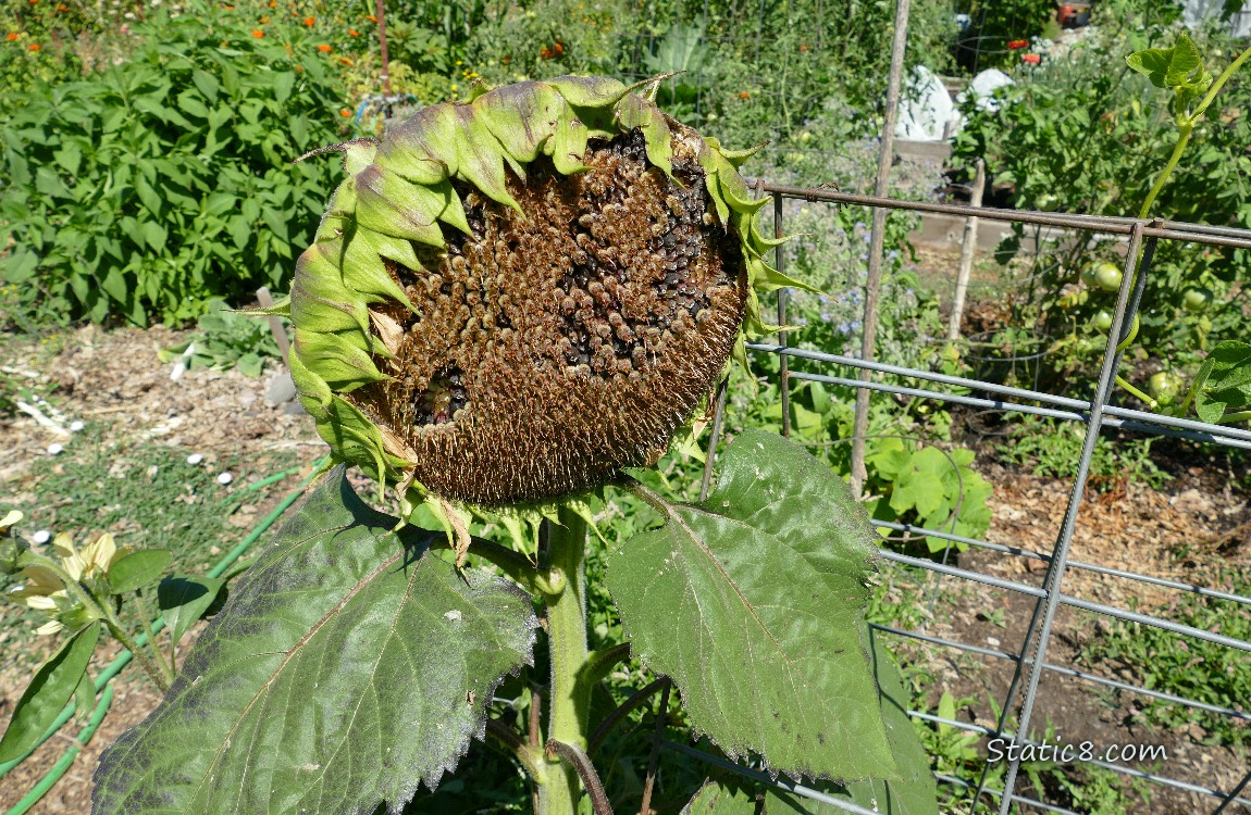 Sunflower