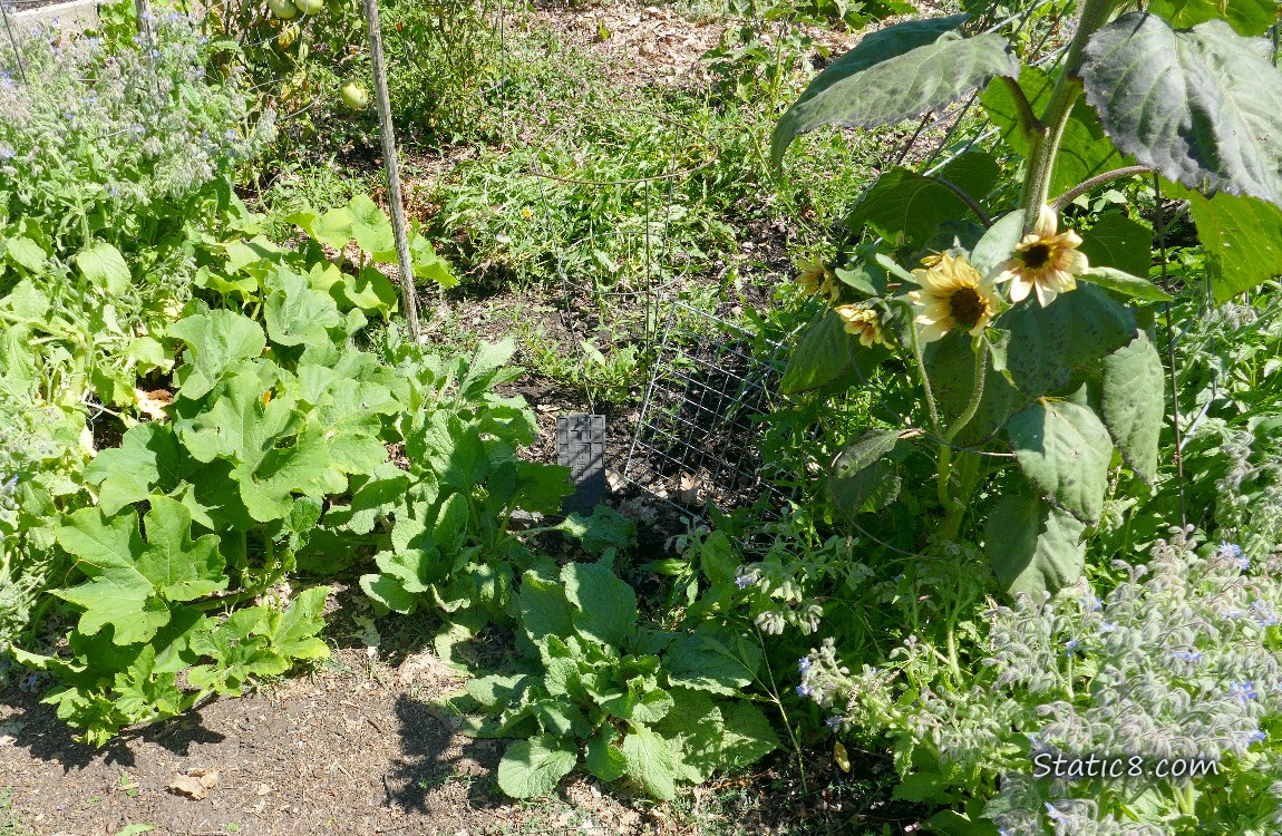 Garden plot