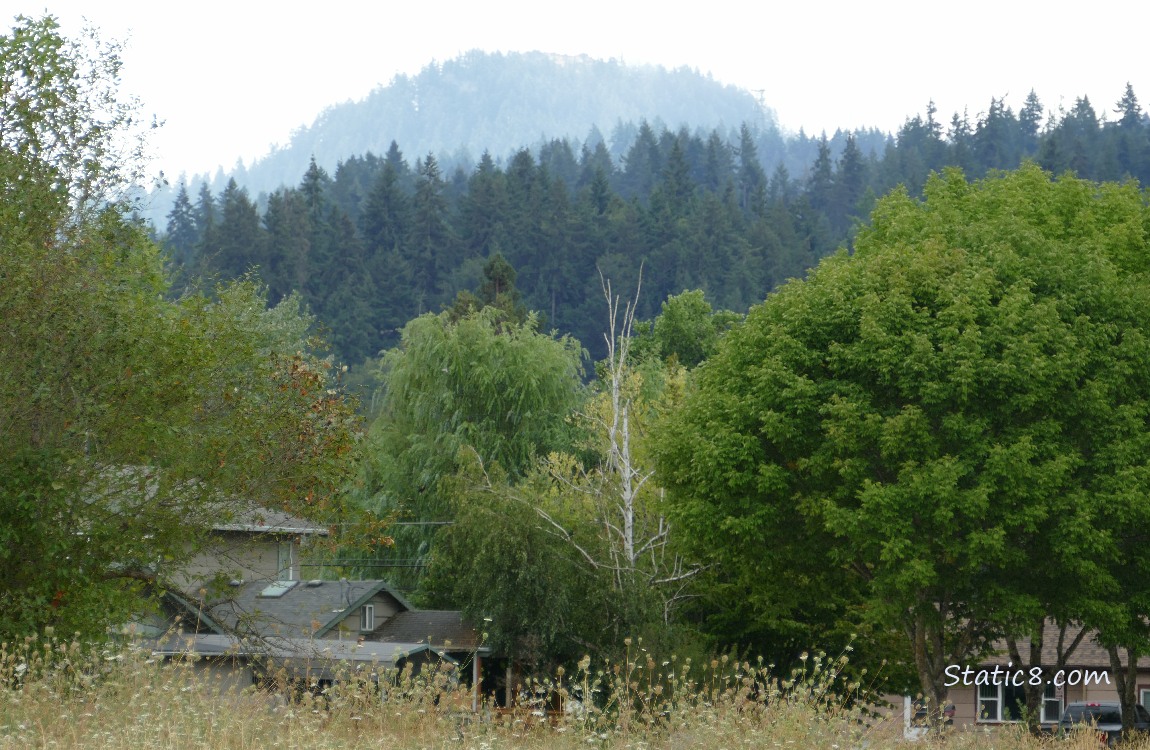 Trees on the hill