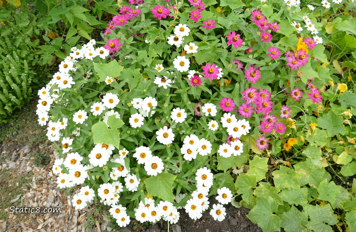 Zinnia patch in a garden plot