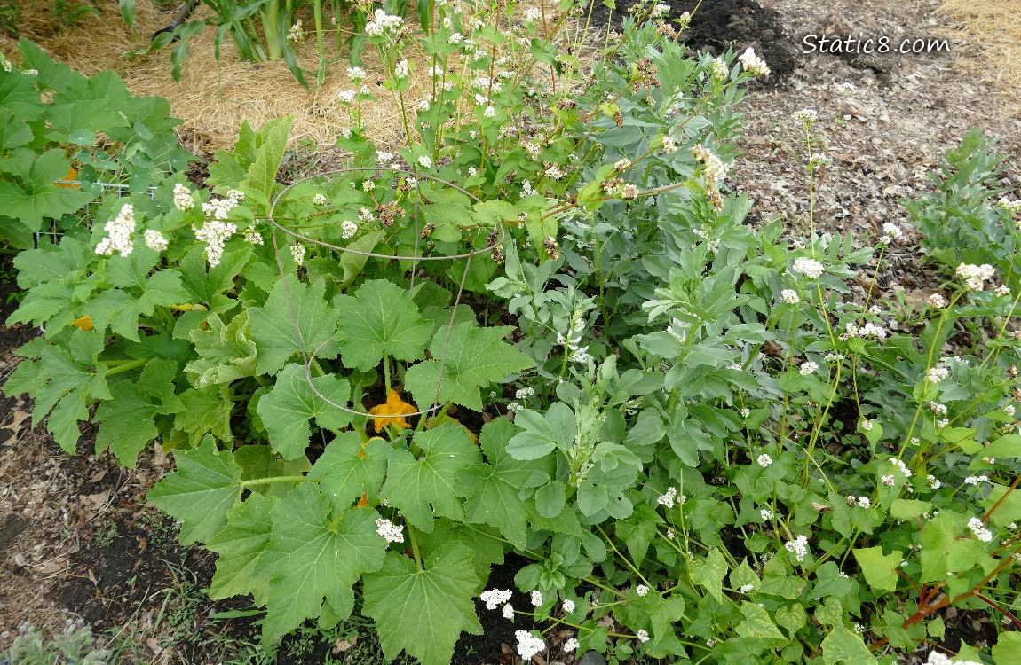 Garden plot