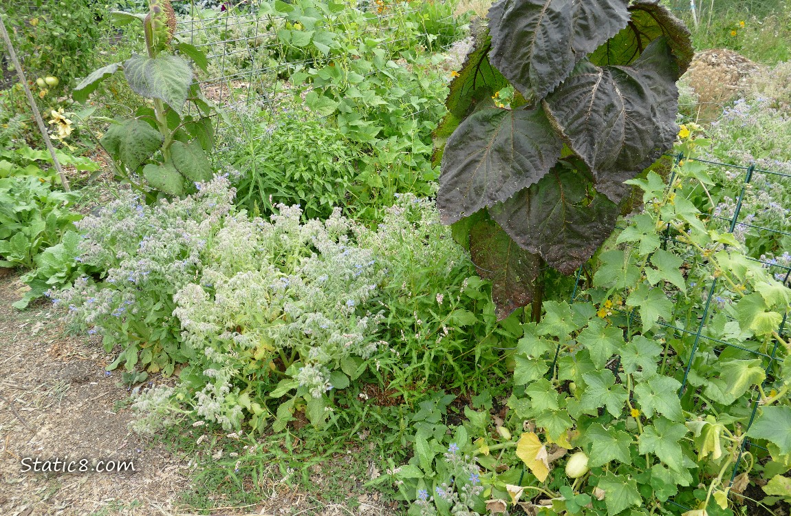 Garden plot
