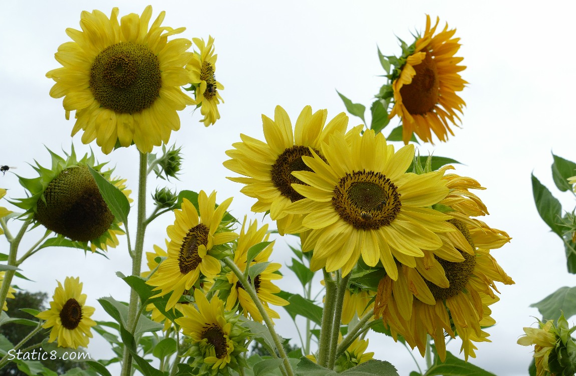 Sunflower blooms in front of a grey sky