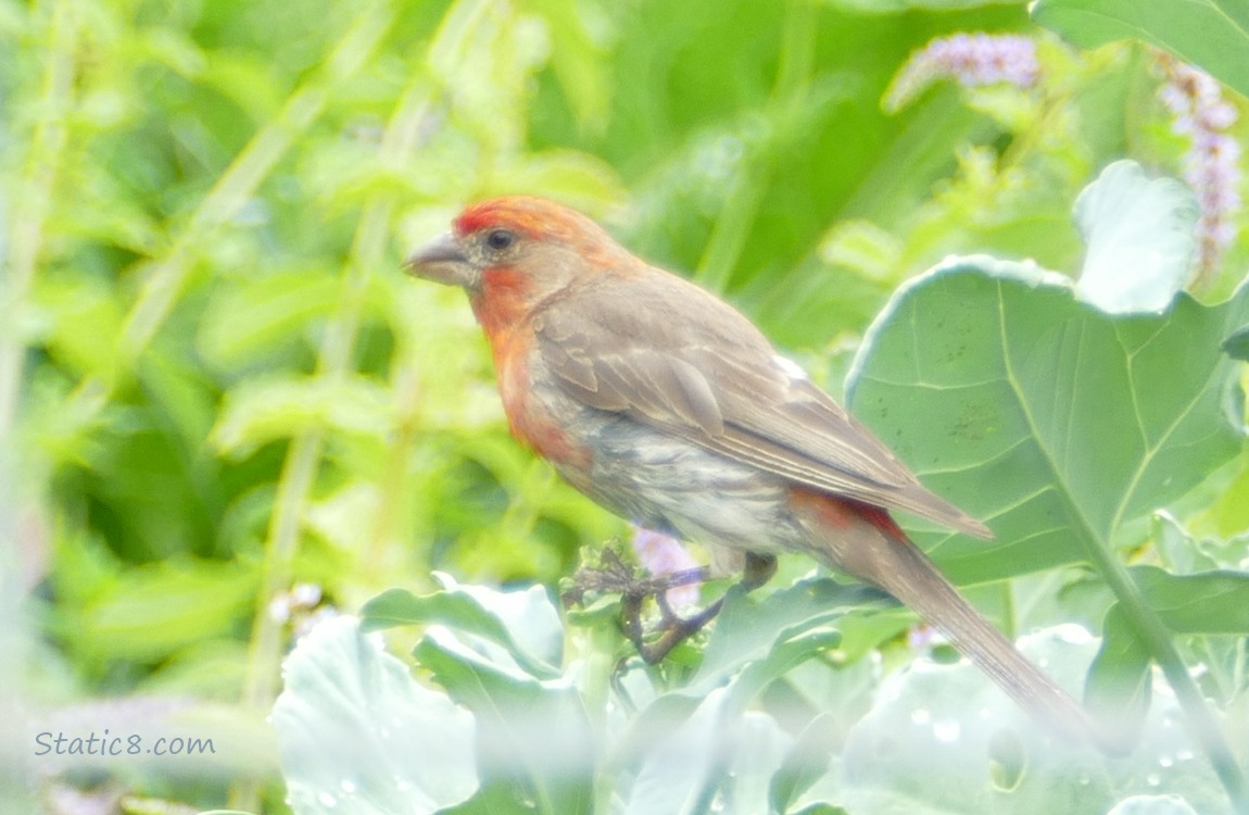 Male House Finch standing on a green plant