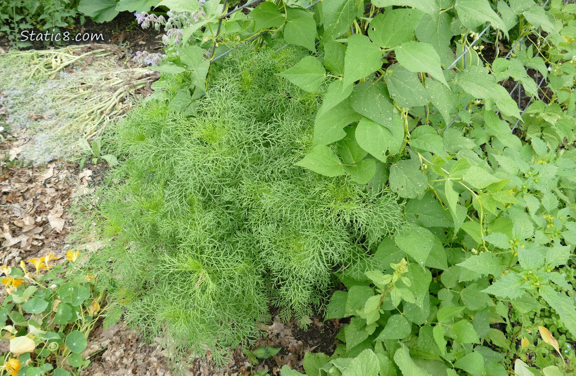 Garden plants