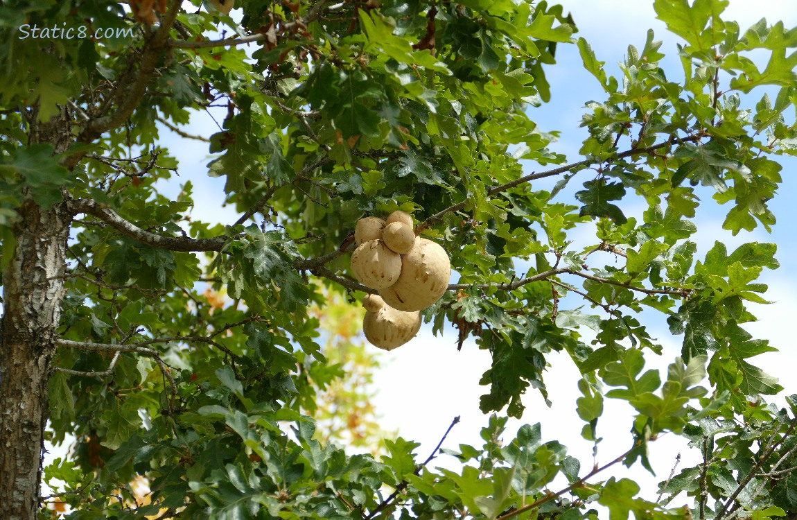 Oak Galls on a twig of an oak tree