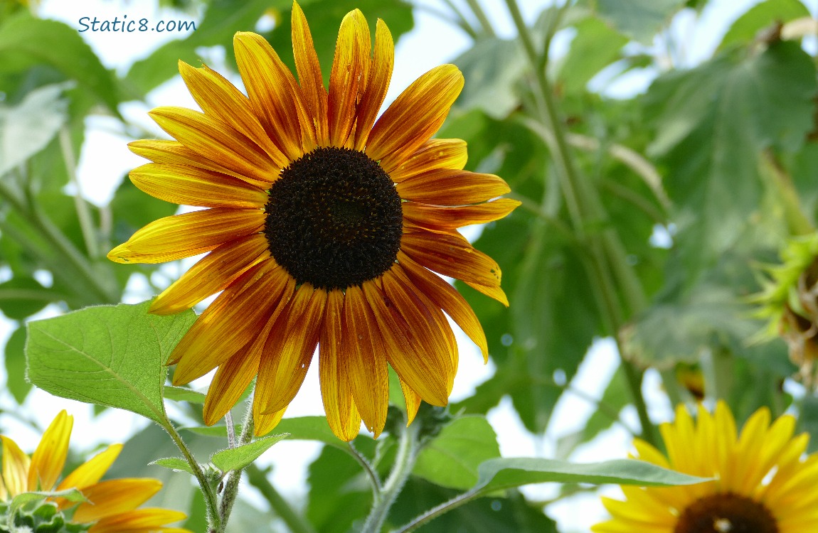 Sunflower bloom
