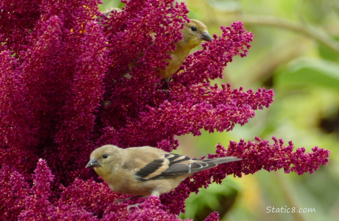 Goldfinches standing on a red Amaranth