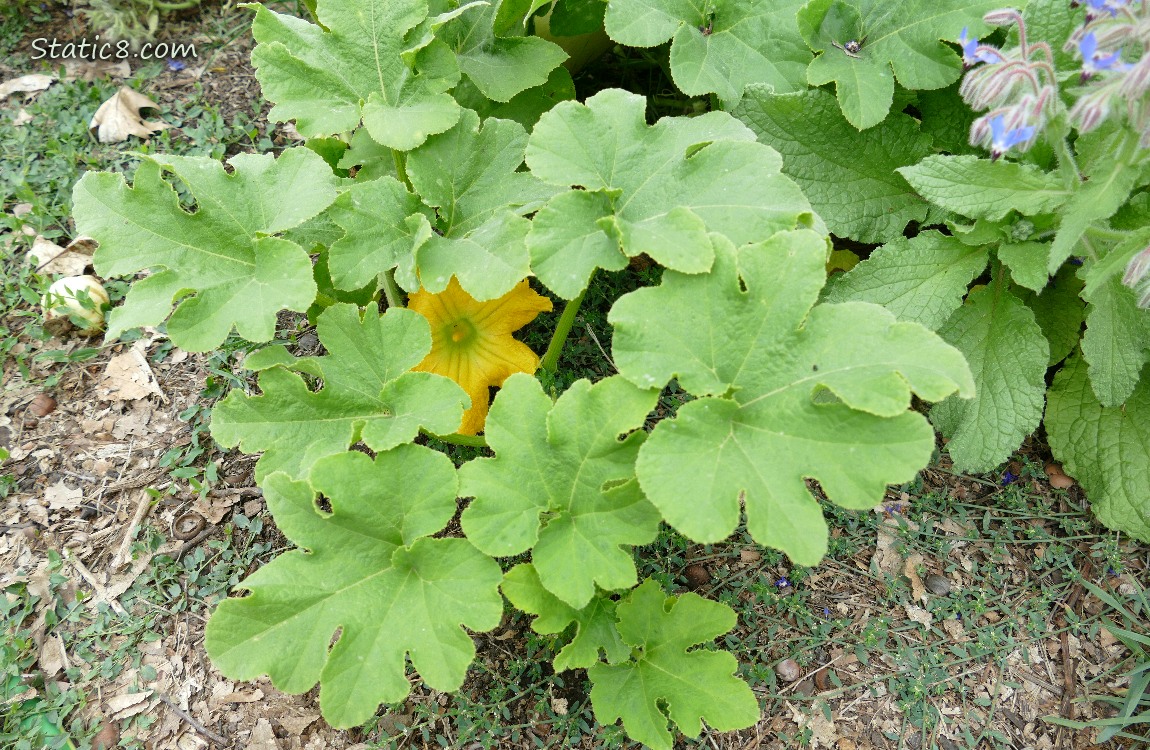 Squash plant with a big yellow flower