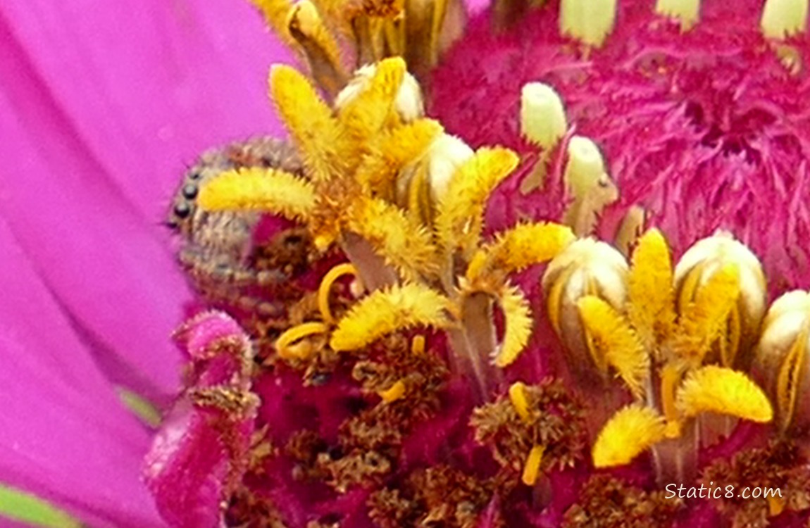 Spider looking