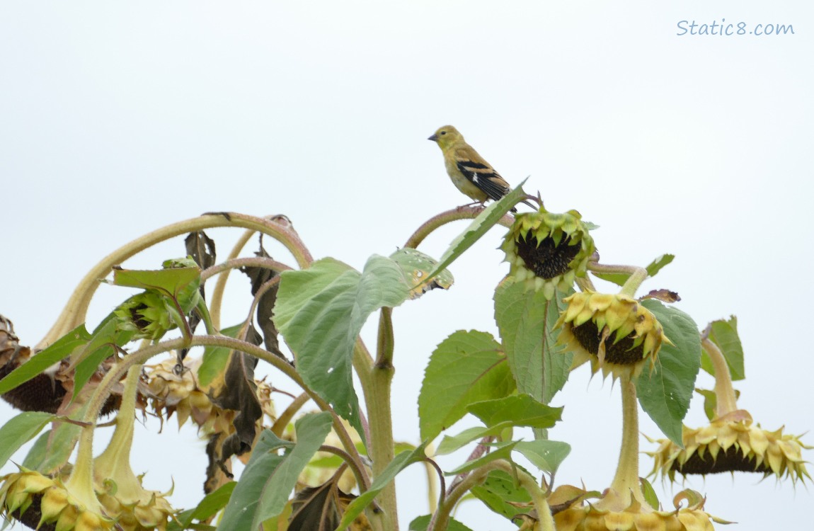Goldfinch standing over a bunch of sunflower heads