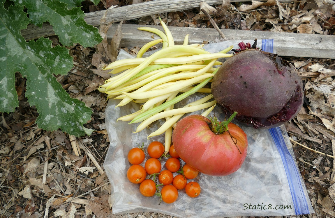 Harvested vegetables laying on a ziplock bag on the ground