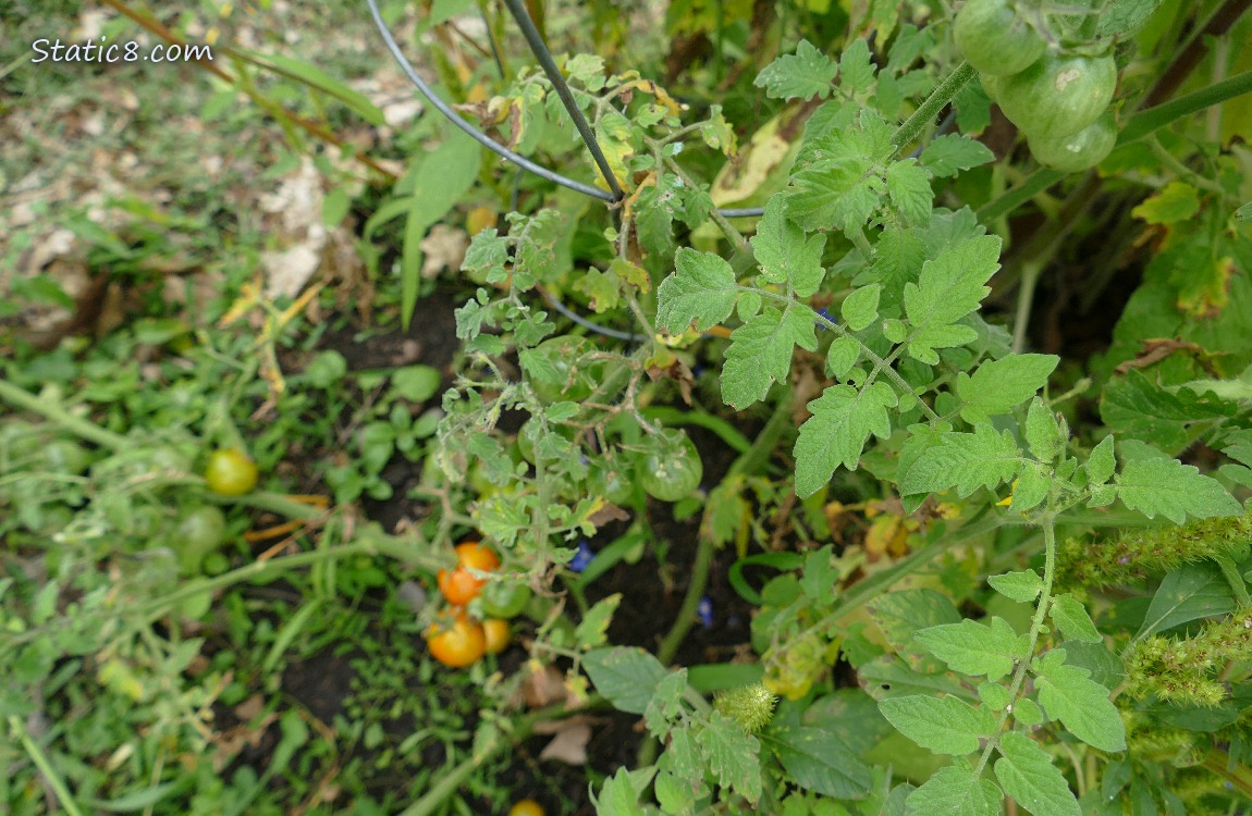 tomato plant in the garden