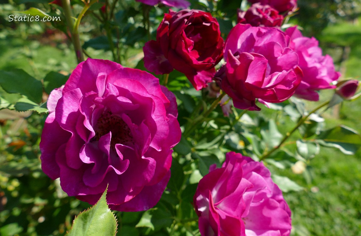 purple roses