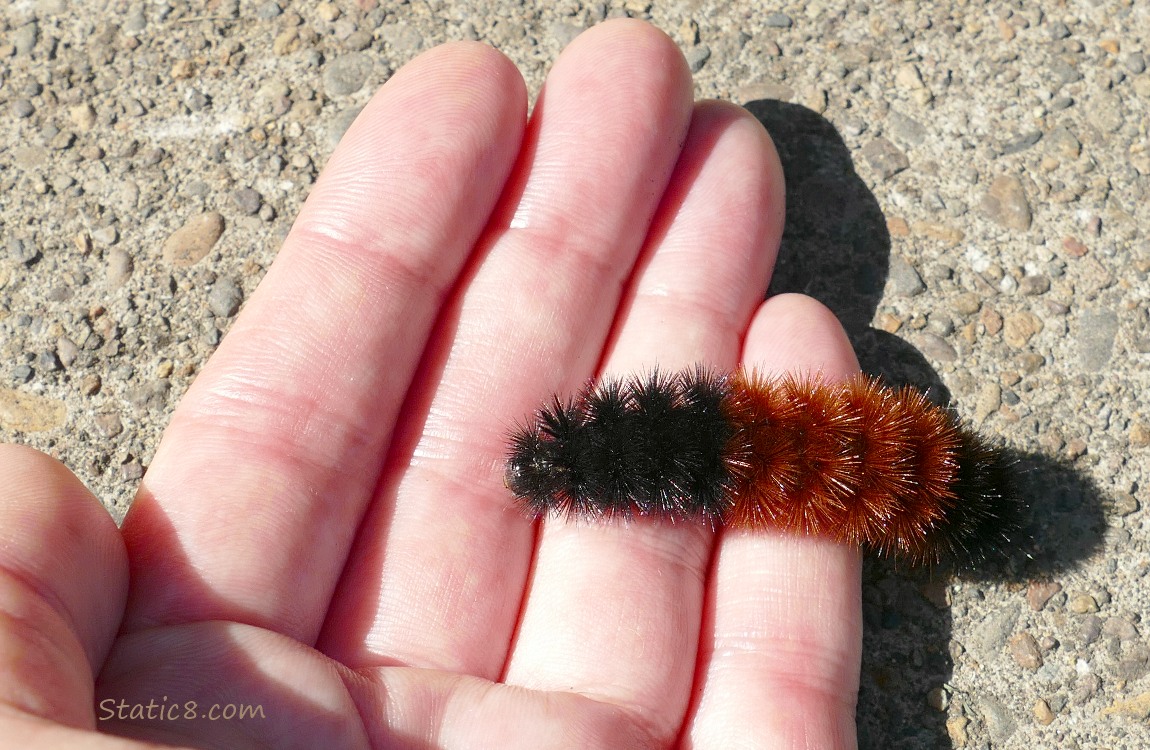 Woolly Bear, climbing up into a hand