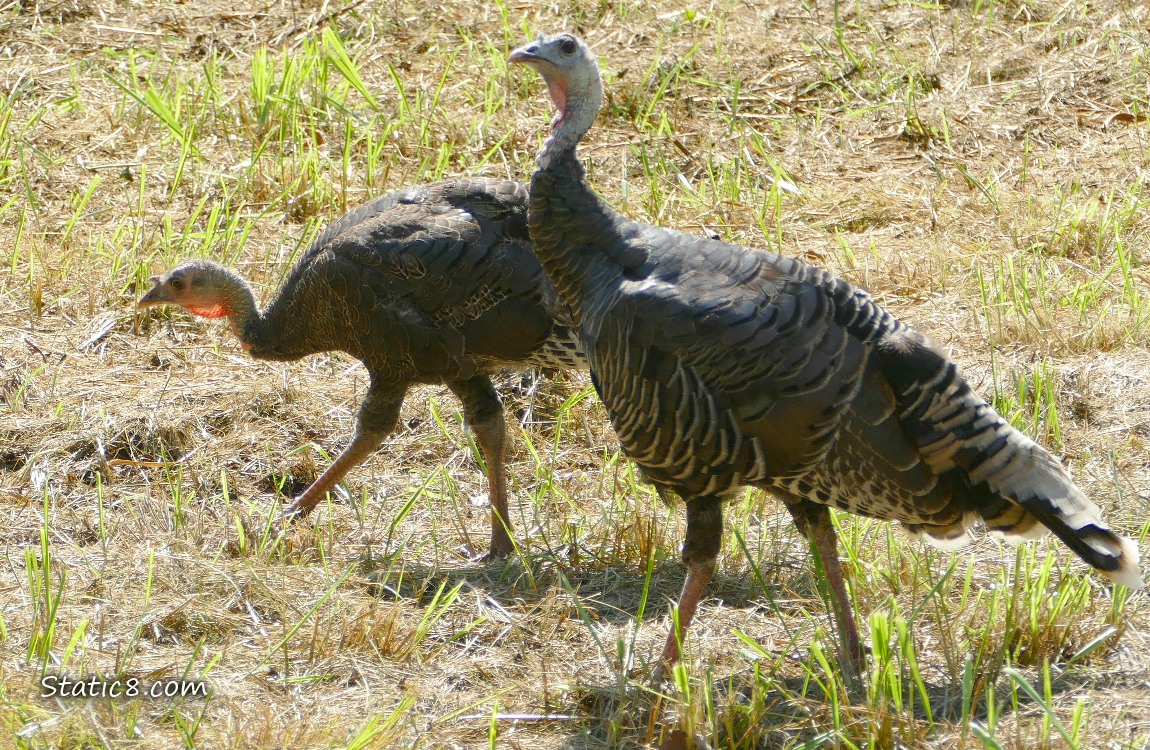 Two wild Turkeys walking in the grass