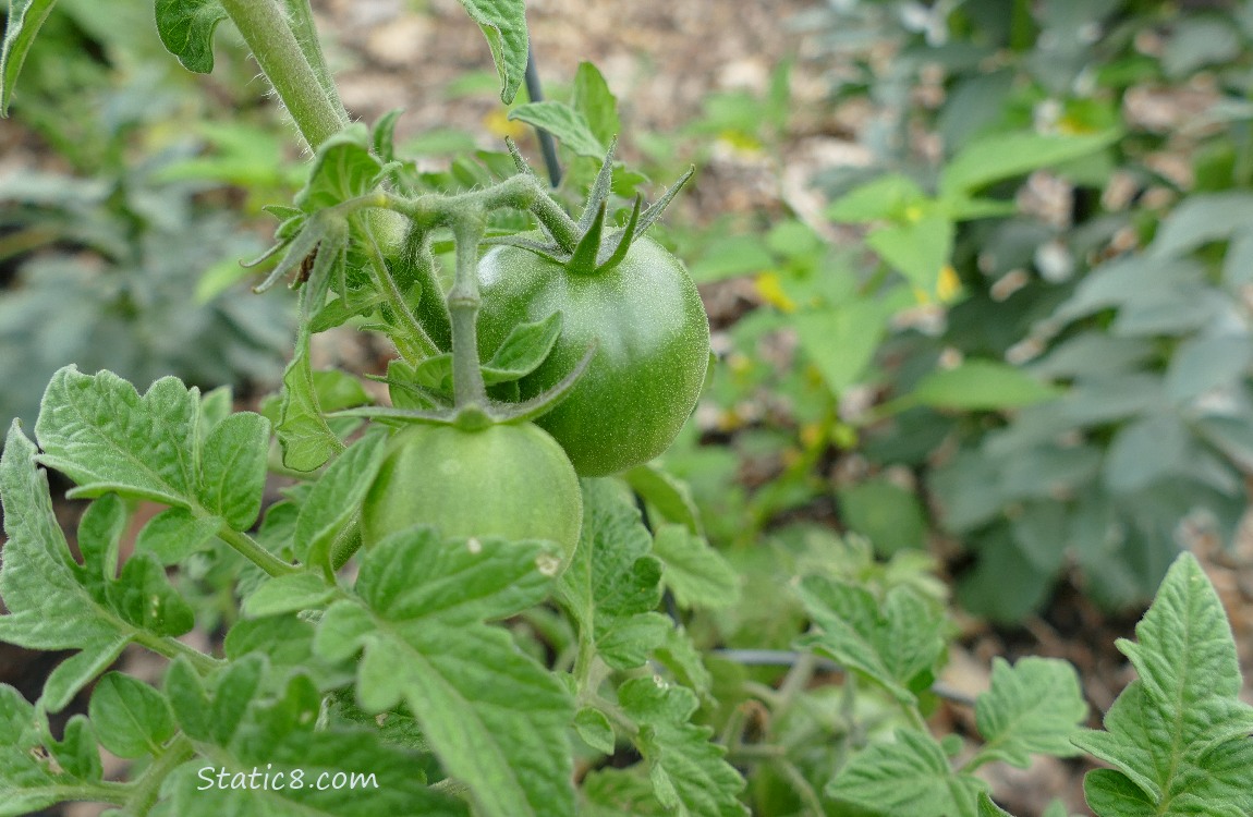 Green tomatoes growing on the plant