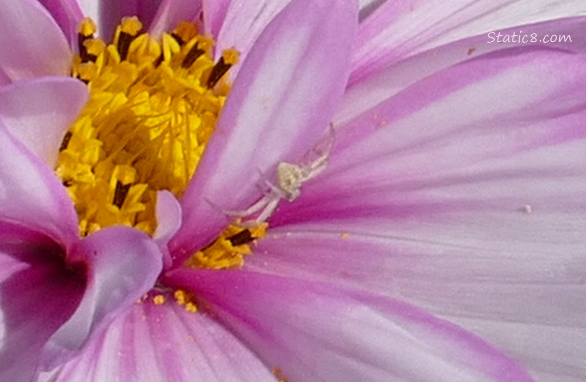Crab Spider in a Cosmos blossom
