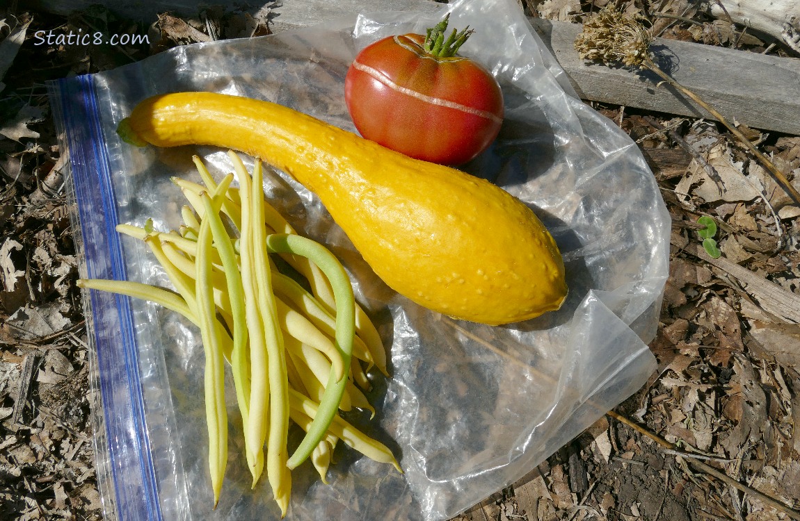 Harvested veggies laying on a ziplock bag on the ground