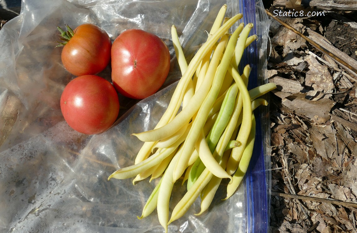 Harvested Tomatoes and Wax Beans laying on a ziplock bag on the ground