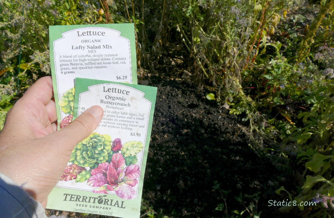 Lettuce seed packets held by a hand over the dirt