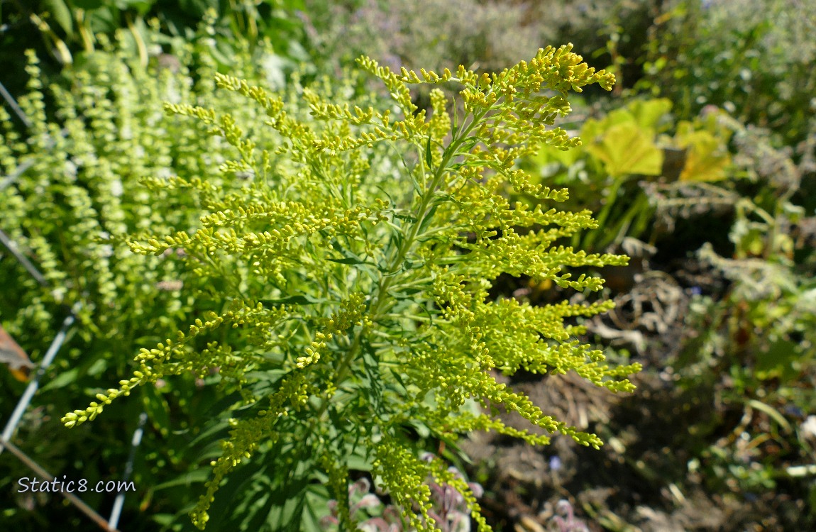 Yellow blooms on a weed under a wire trellis