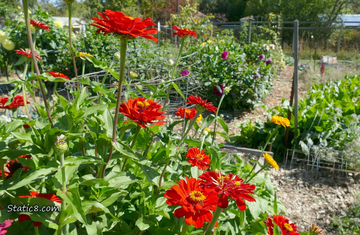 Zinnia blooms