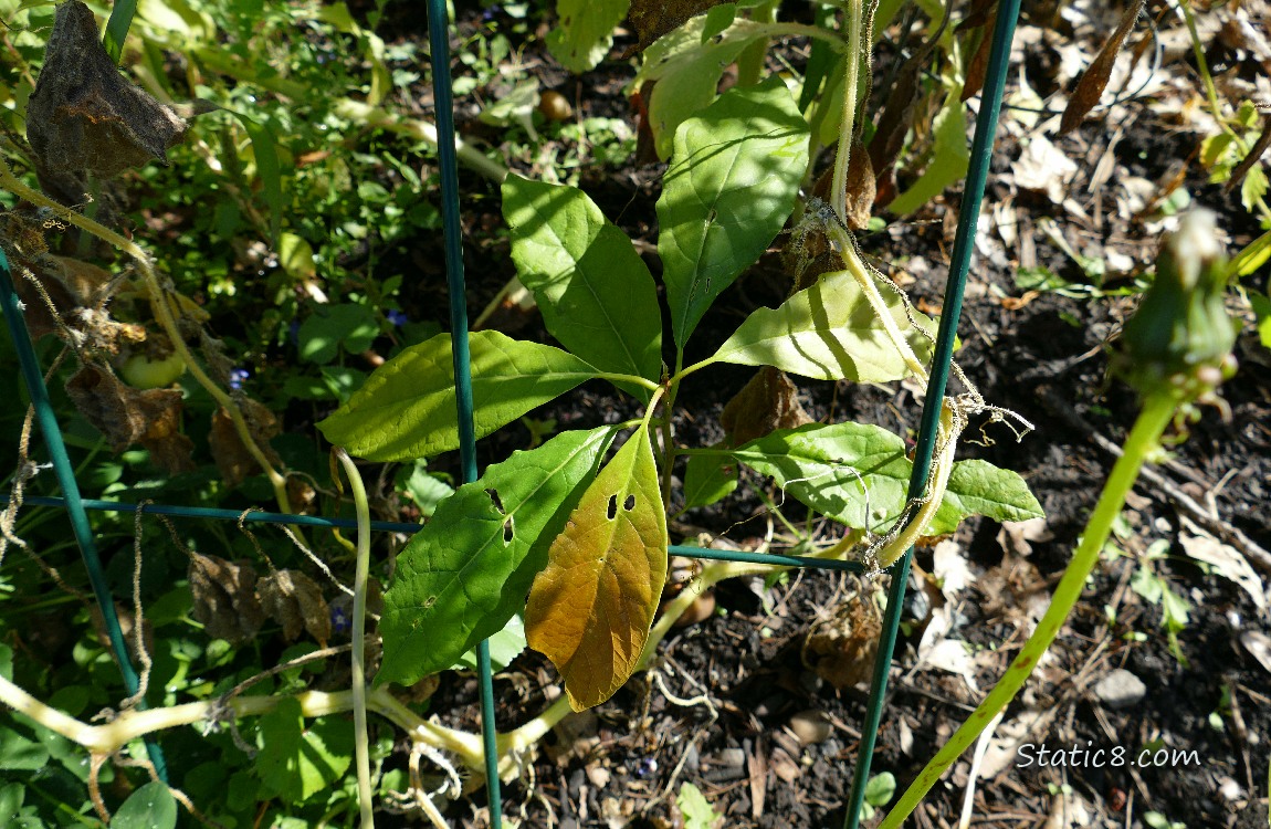 Avocado tree growin under a wire trellis