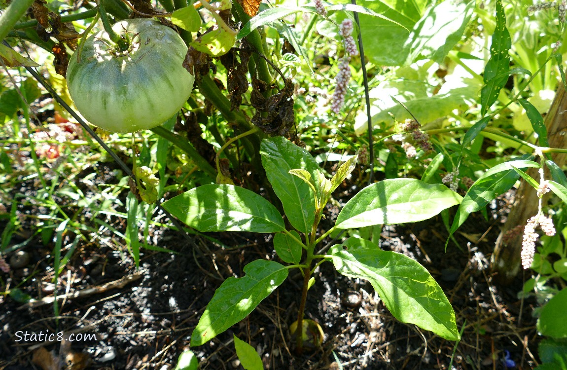 Small Avocado tree under a tomato plant