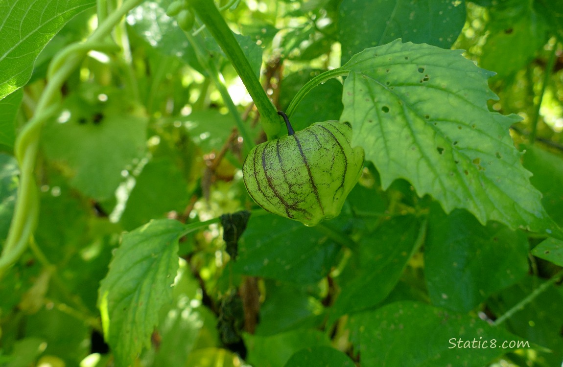 Tomatillo growing on the vine