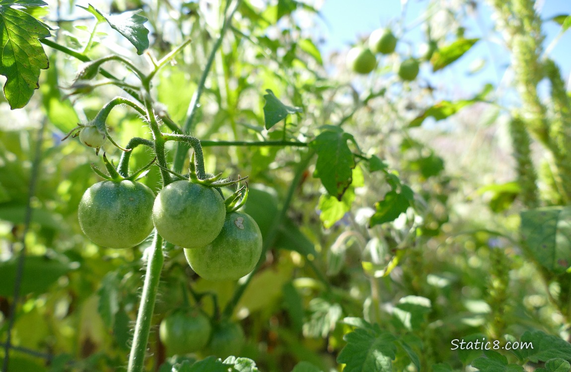 Green cherry tomatoes ripening on the vine