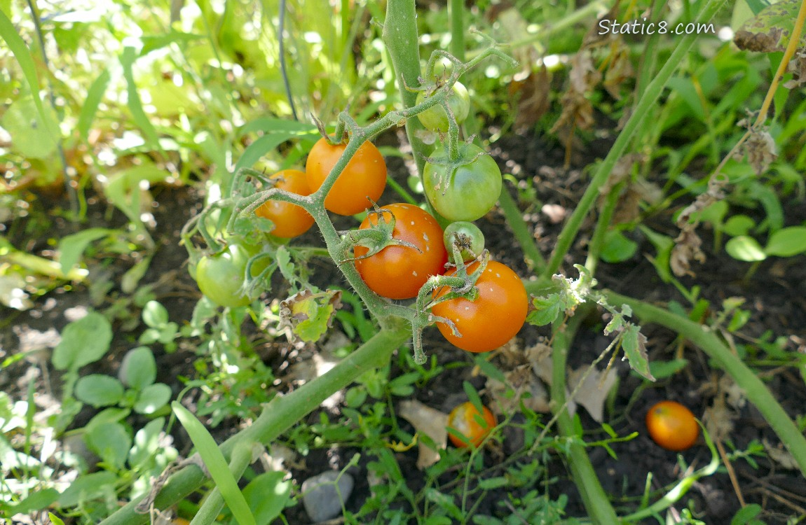Orange Cherry Tomatoes growing on the vine