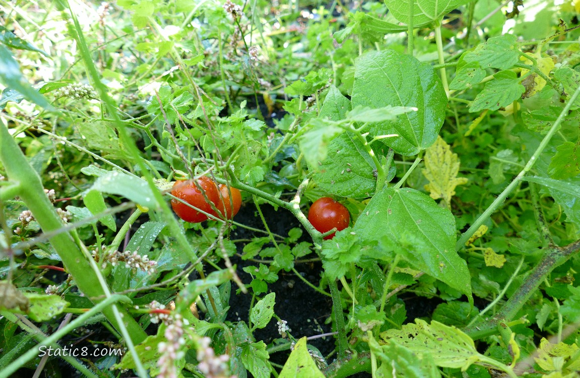 Red cherry tomatoes growing on the vine