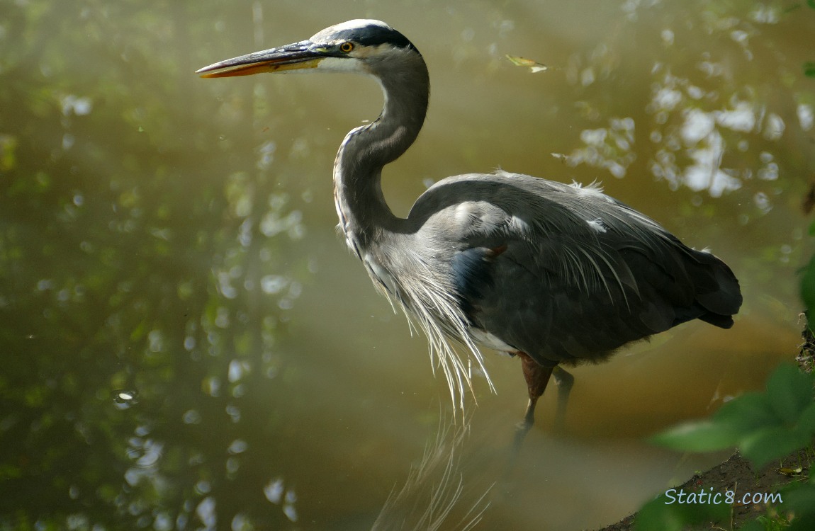 Great Blue Heron Great Blue Heron walking in shallow water next to the bank of the creek