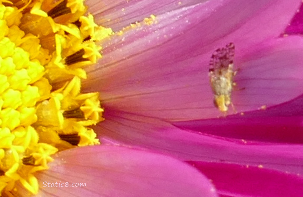 Cute Bug!! Tiny Bug on a Cosmos bloom