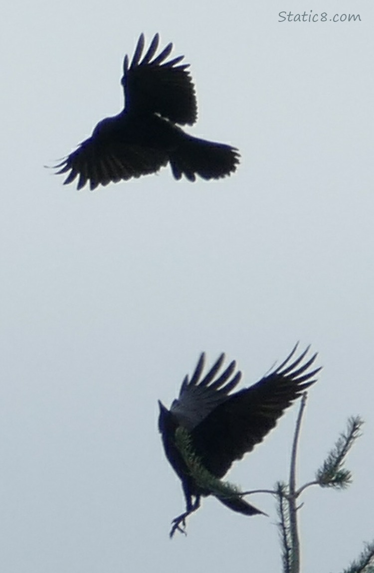 Silhouette of two crows and the top of a fir tree