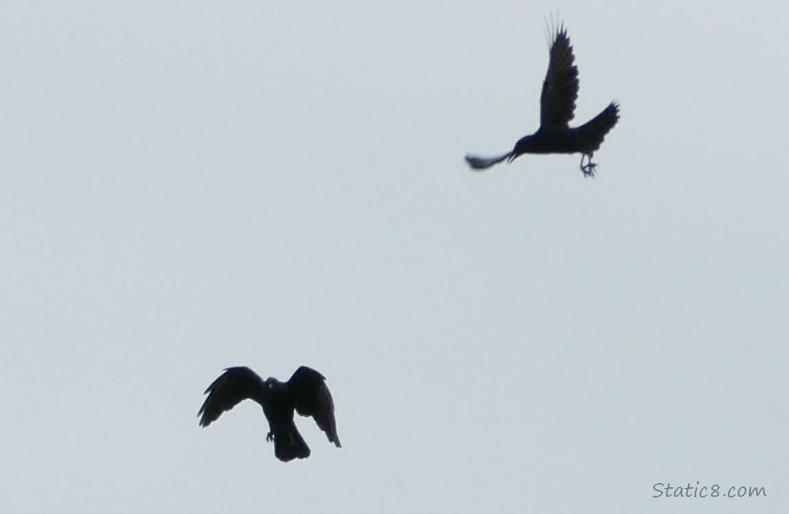 Silhouette of two crows flying