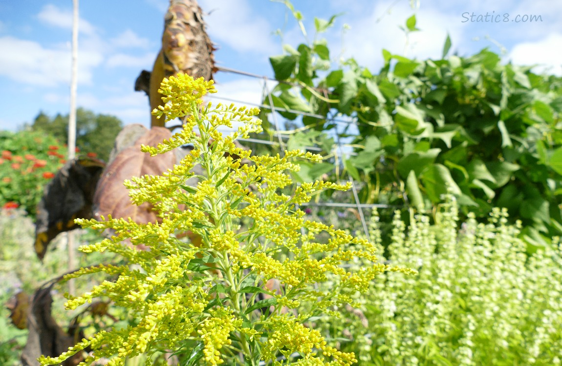Goldenrod at the big trellis Goldenrod bloom