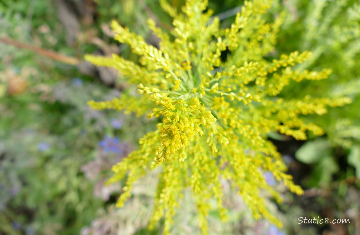 Goldenrod Goldenrod bloom