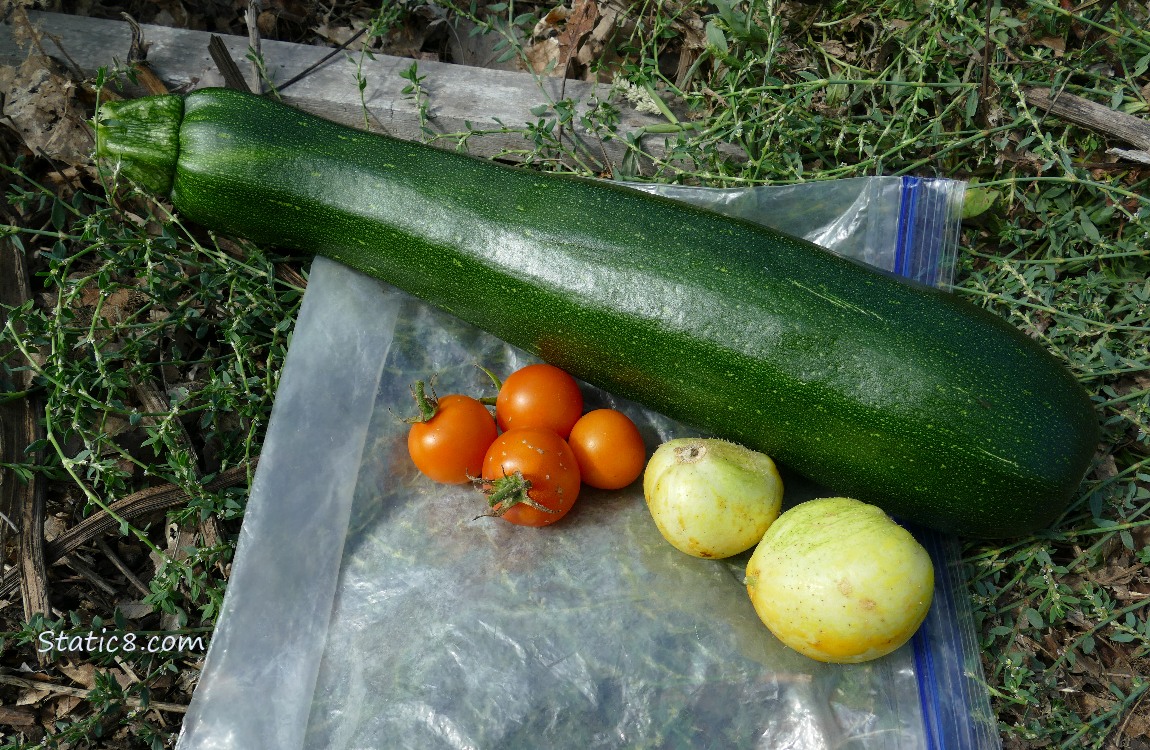 Harvested veggies laying on a ziplock bag on the ground