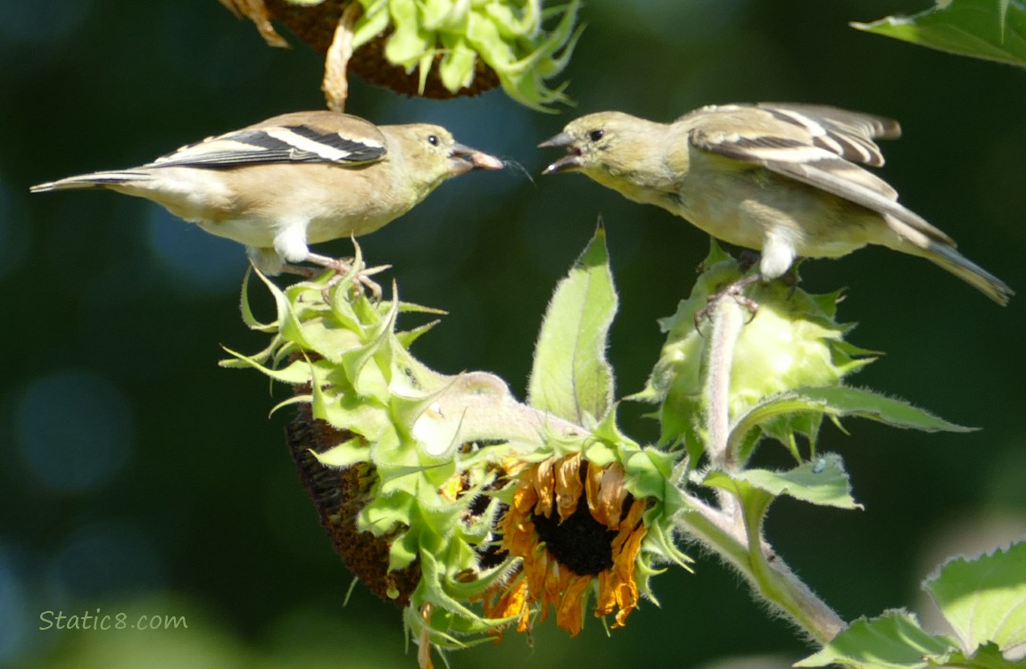 A Goldfinch feeding another Goldfinch