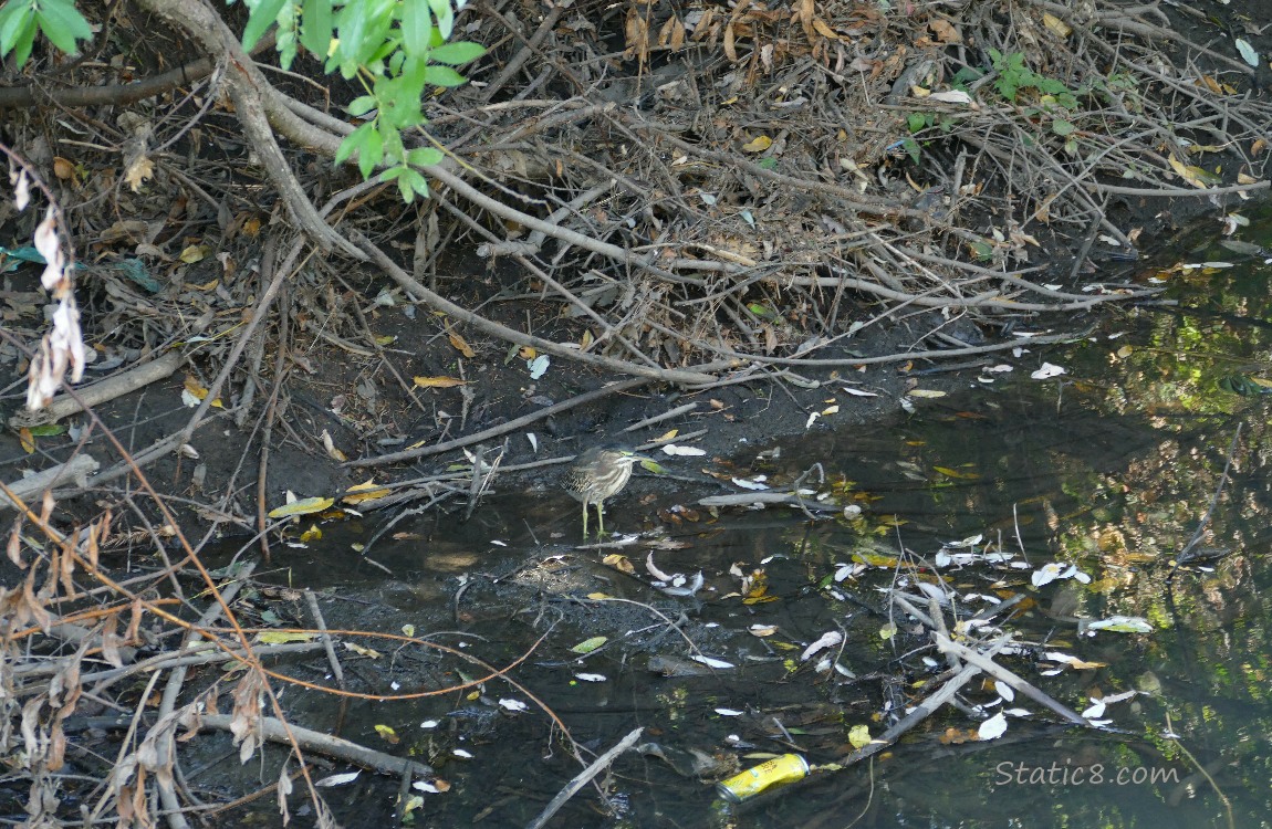 well.  And some litter.  Grr! Green Heron standing at the bank of the creek