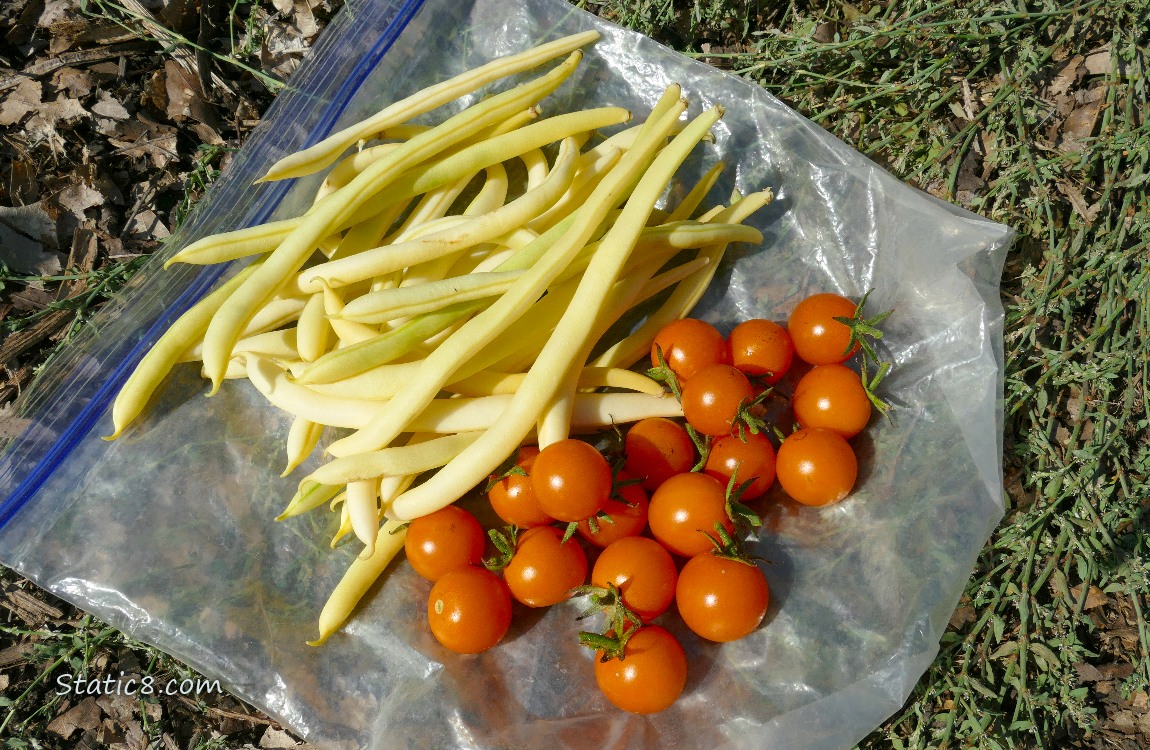 Harvested veggies laying on a ziplock bag on the ground