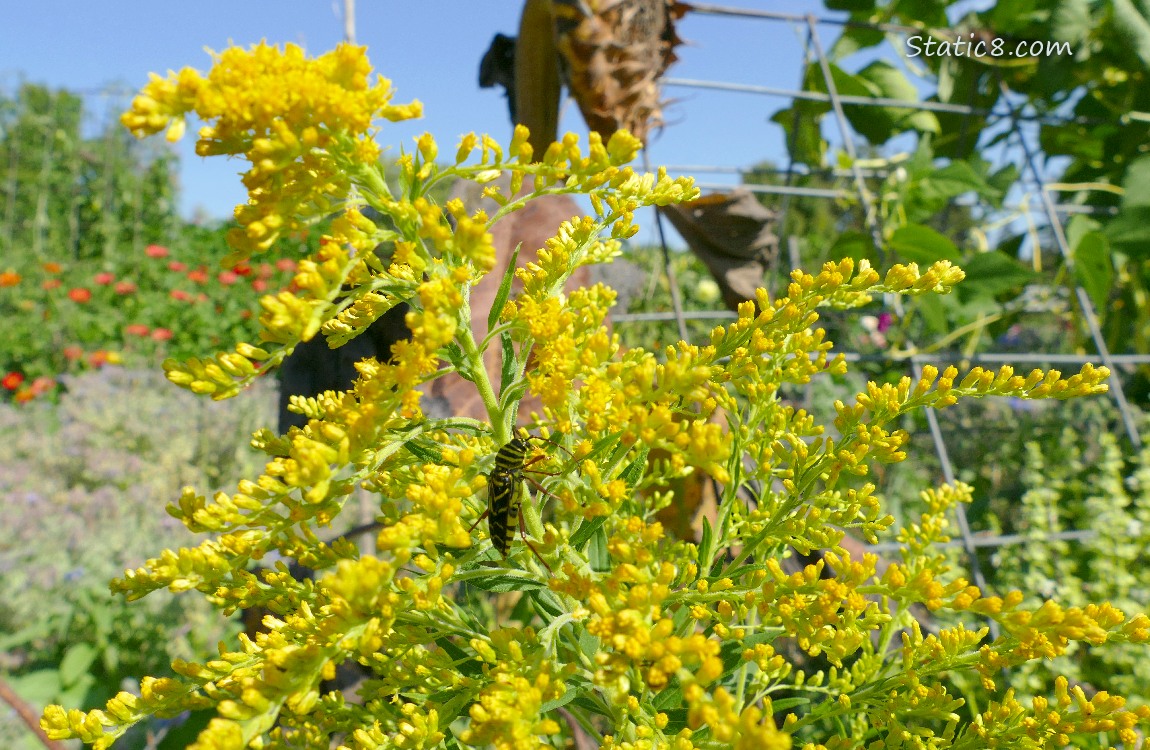 Black and yellow beetle on the Goldenrod blooms