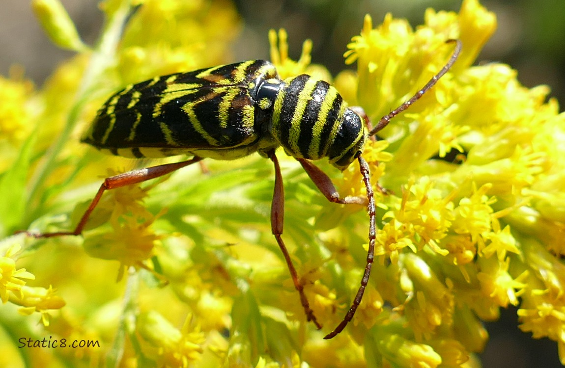 Locust Borer standing on a Goldenrod bloom
