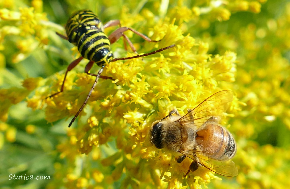 Locust Borer and Honey Bee on a Goldenrod bloom