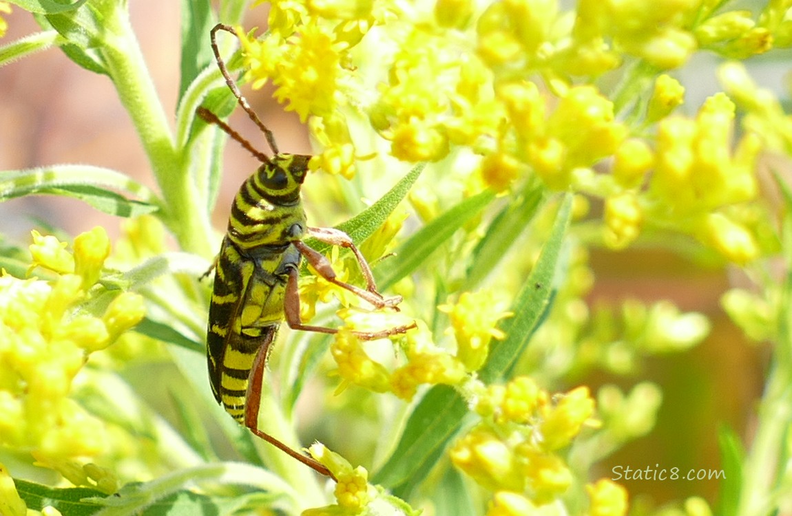 Black and yellow beetle on the Goldenrod