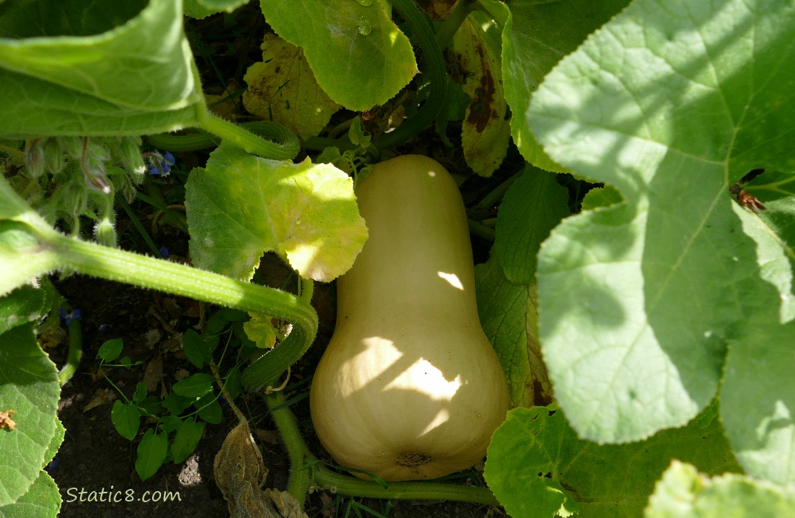 Butternut squash ripening under the leaves of the plant