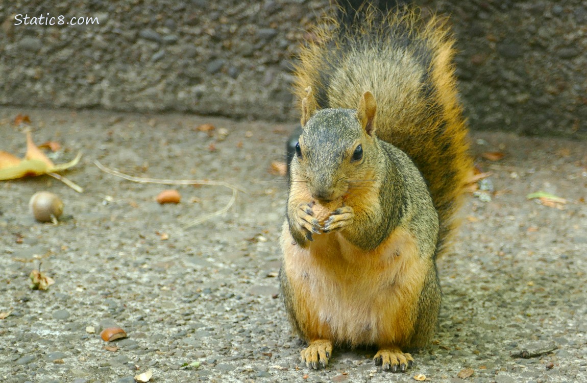 Squirrel sitting on the sidewalk, eating a peanut