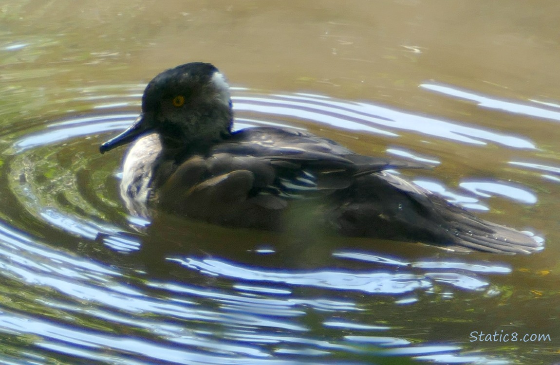 Male Hooded Merganser paddling on the water